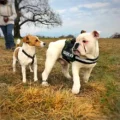 Educazione cane Bulldog StiCani