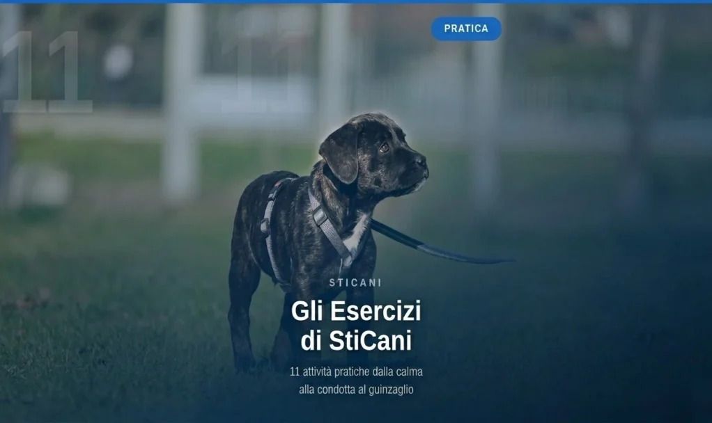 videocorsi educazione cinofila online videocorsi educazione cinofila online