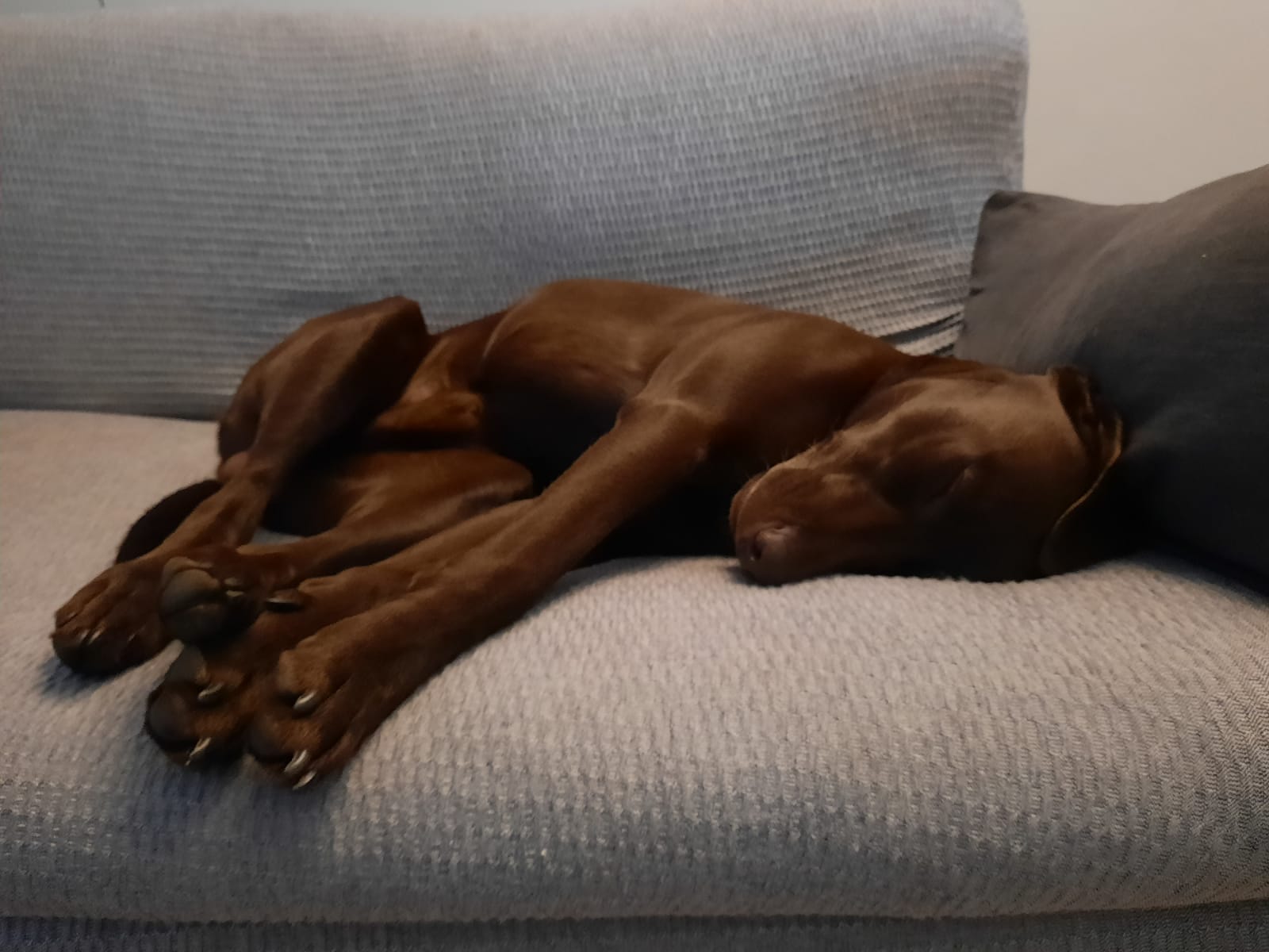 Ada e Dado cucciolo educazione cinofila StiCani