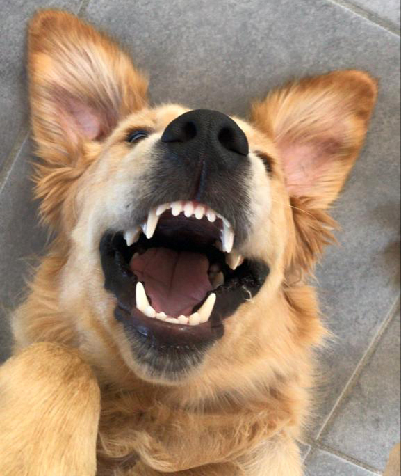 Bruce golden retriever educazione cinofila StiCani